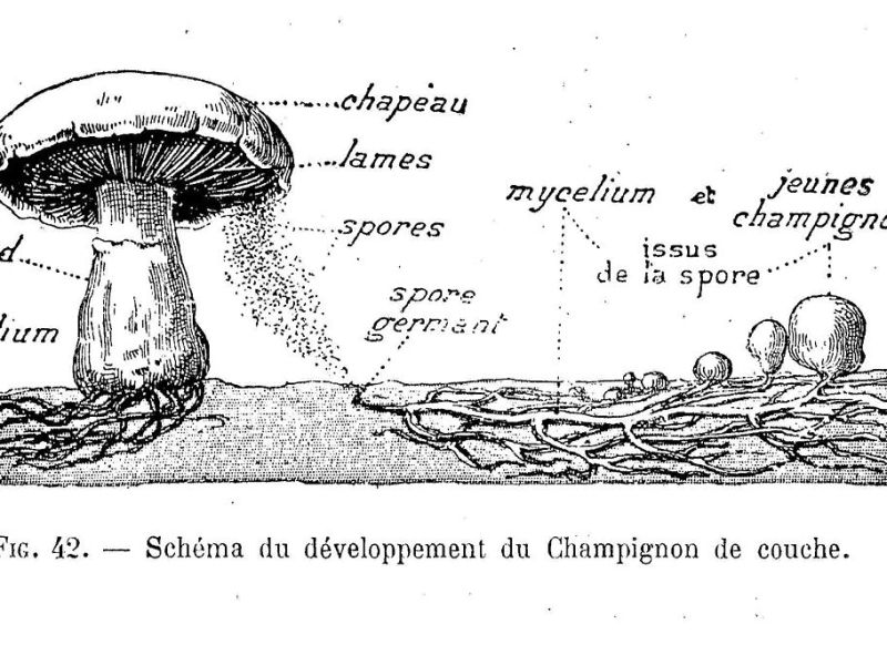 Les champignons, moteurs de l’évolution