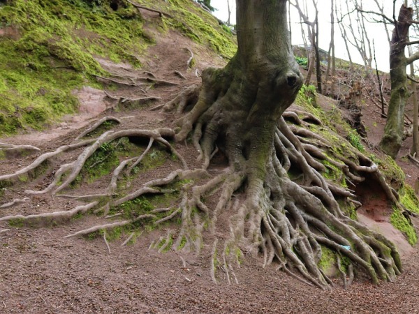 Des racines et des arbres, comment ça marche ?